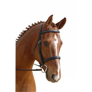 Albion KB Competition Cavesson Bridle